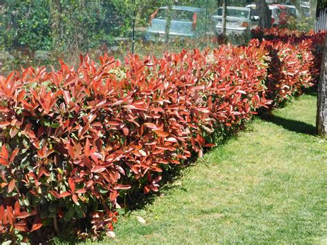 How to Grow and Care for Red Tip Photinia .